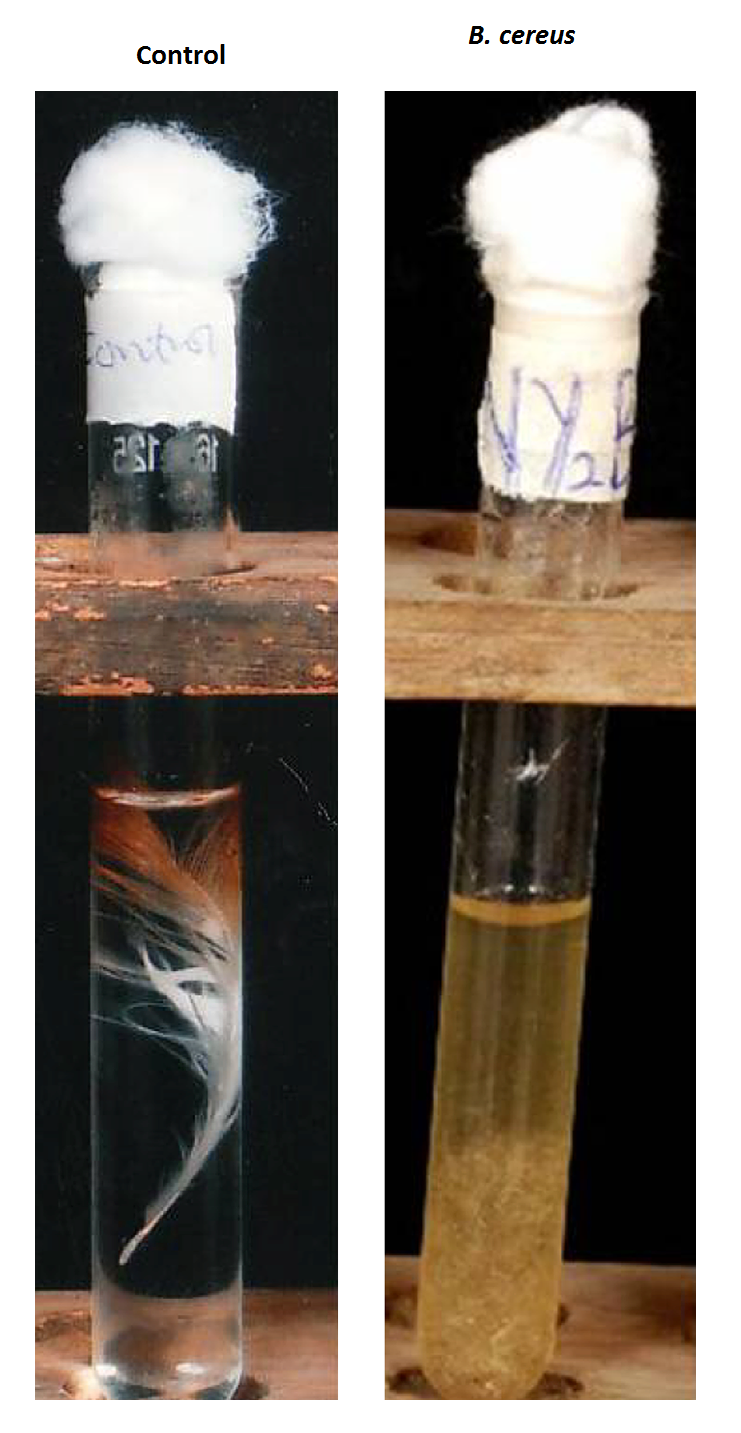 Feather degradation by Bacillus cereus