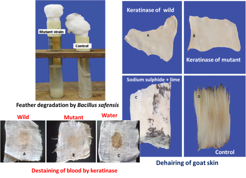 Feather degradation by Bacillus safensis