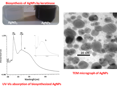 Biosynthesis of AgNPs using keratinase