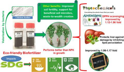 Feather hydrolysates promoted vegetable growth and enhanced antioxidants