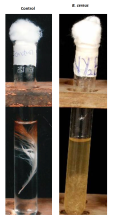 Feather Degradation by Bacillus cereus LAU 08