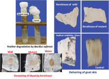 Feather degradation by Bacillus safensis