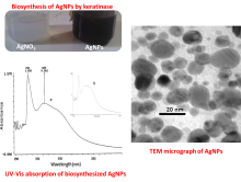 Biosynthesis of AgNPs using keratinase