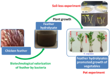 Feather hydrolysates promoted vegetable growth